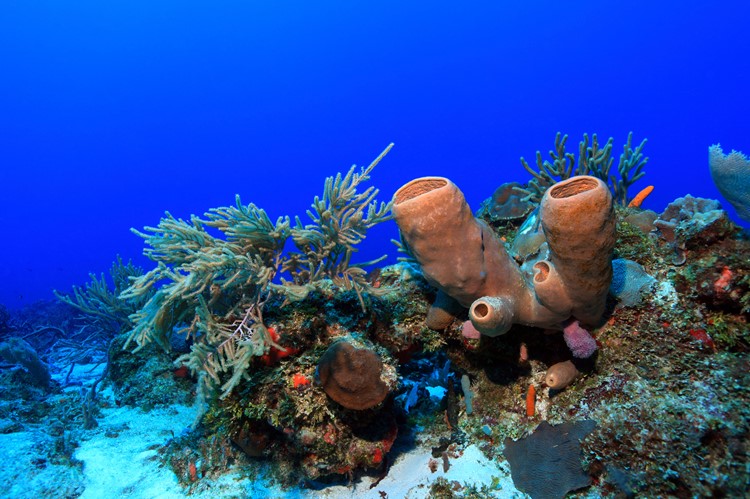 De onderwaterwereld bij Cozumel, Mexico